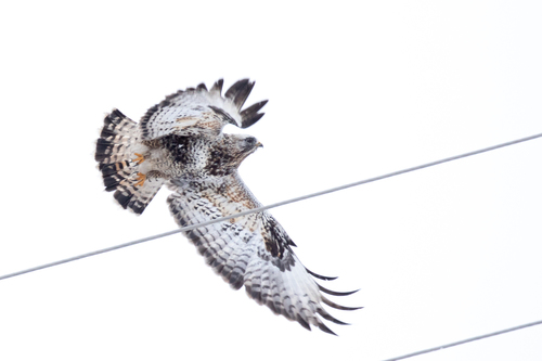 Busardo calzado (Buteo lagopus)