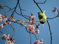 Psittacula krameri manillensis