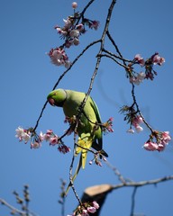 Psittacula krameri manillensis