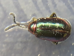 Altica torquata