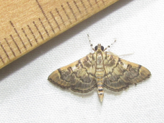Bicilia iarchasalis