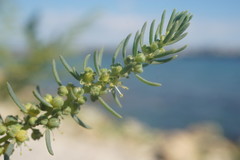 Suaeda altissima