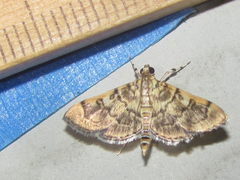 Bicilia iarchasalis