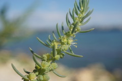 Suaeda altissima