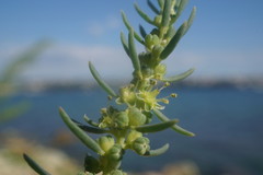 Suaeda altissima