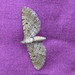 Eupithecia intricata - Photo (c) Pete Mella, alguns direitos reservados (CC BY-NC-ND)
