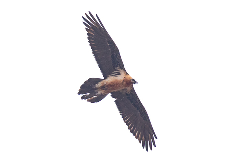 Quebrantahuesos (Gypaetus barbatus)