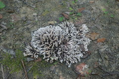 Thelephora anthocephala