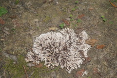 Thelephora anthocephala