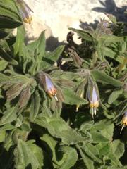 Podonosma orientalis