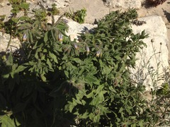 Podonosma orientalis