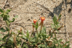 Oenothera indecora indecora