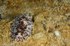 Dendrodoris