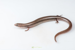 Riopa albopunctata