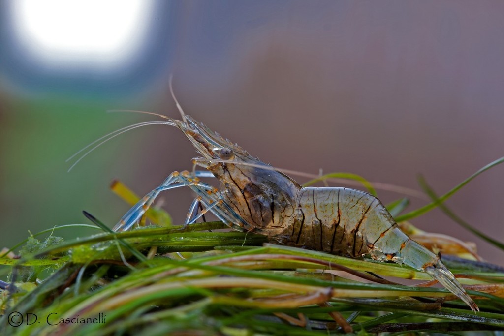Photo of Rockpool prawn (Palaemon elegans)