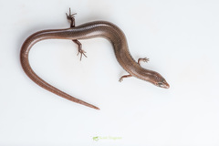 Riopa albopunctata