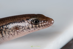 Riopa albopunctata