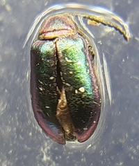 Altica torquata