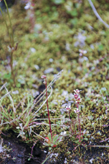 Micranthes foliolosa