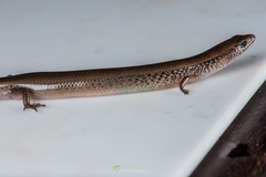 Riopa albopunctata