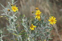 Senecio mairetianus