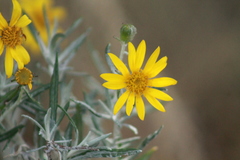 Senecio mairetianus