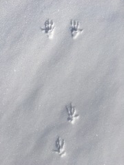 Urocitellus richardsonii