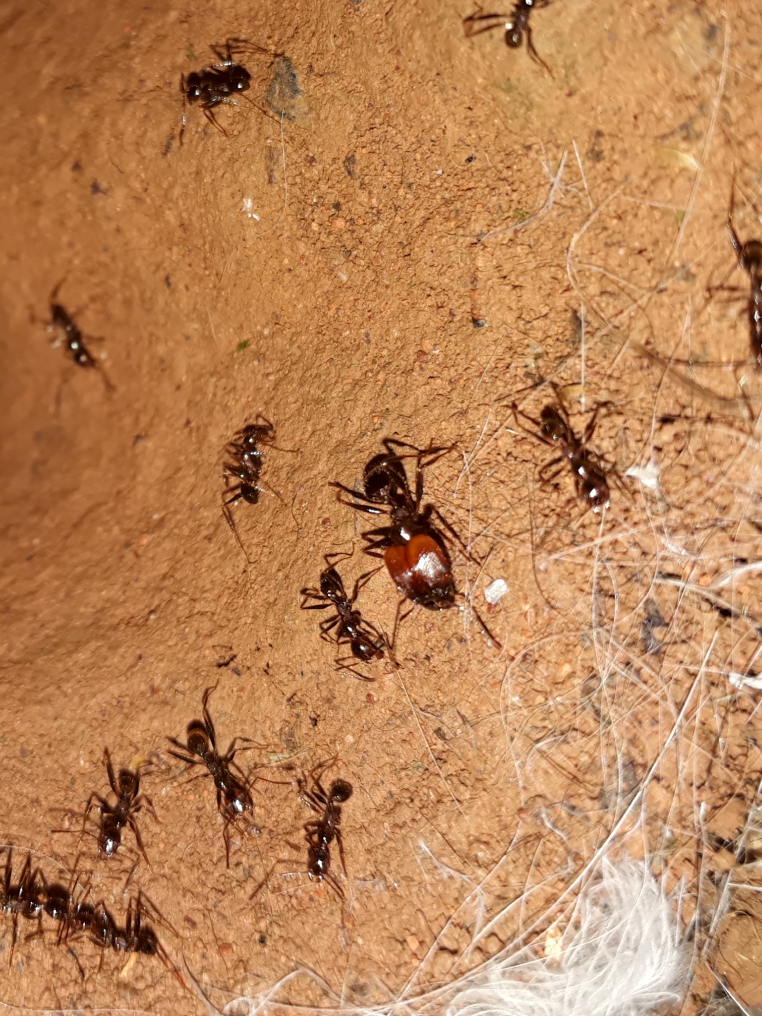 Pheidole oxyops