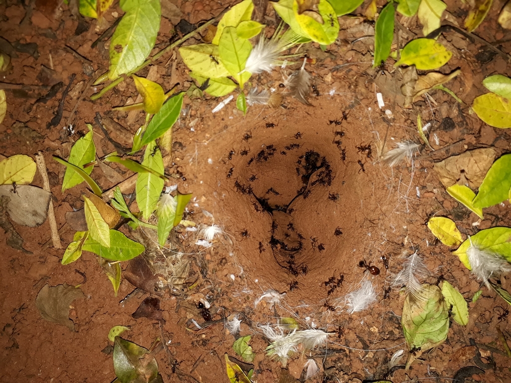 Pheidole oxyops