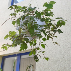 Cissus rhombifolia