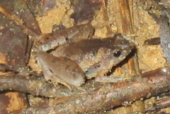 Microhyla berdmorei