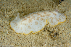 Dendrodoris