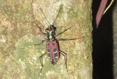 Cosmodela barmanica