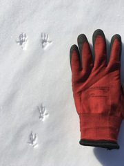 Urocitellus richardsonii