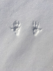 Urocitellus richardsonii