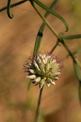 Allium sphaerocephalon arvense