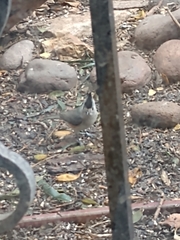 Baeolophus atricristatus