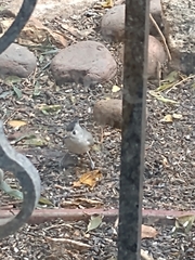 Baeolophus atricristatus