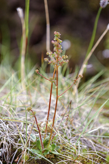 Micranthes foliolosa