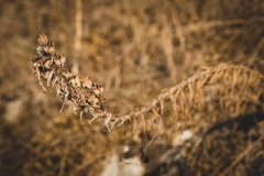 Asphodeline liburnica