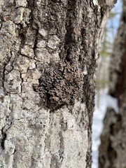 Physconia grumosa