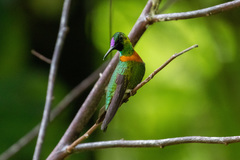 Heliodoxa aurescens