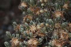 Gnaphaliothamnus lavandulifolius