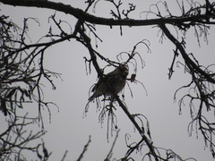 Coccothraustes coccothraustes