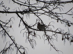 Coccothraustes coccothraustes