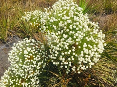 Paepalanthus chiquitensis