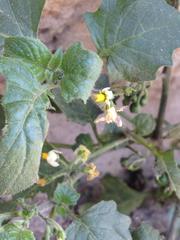Solanum nigrum