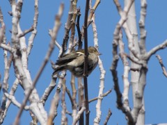 Fringilla coelebs