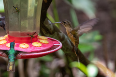 Phaethornis koepckeae