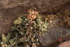 Senecio procumbens